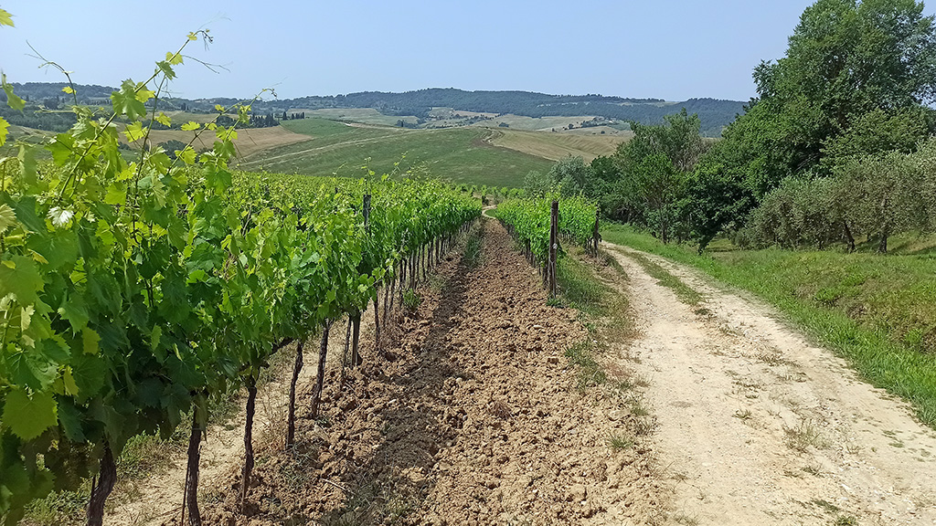 talosa vino nobile montepulciano paolo bini