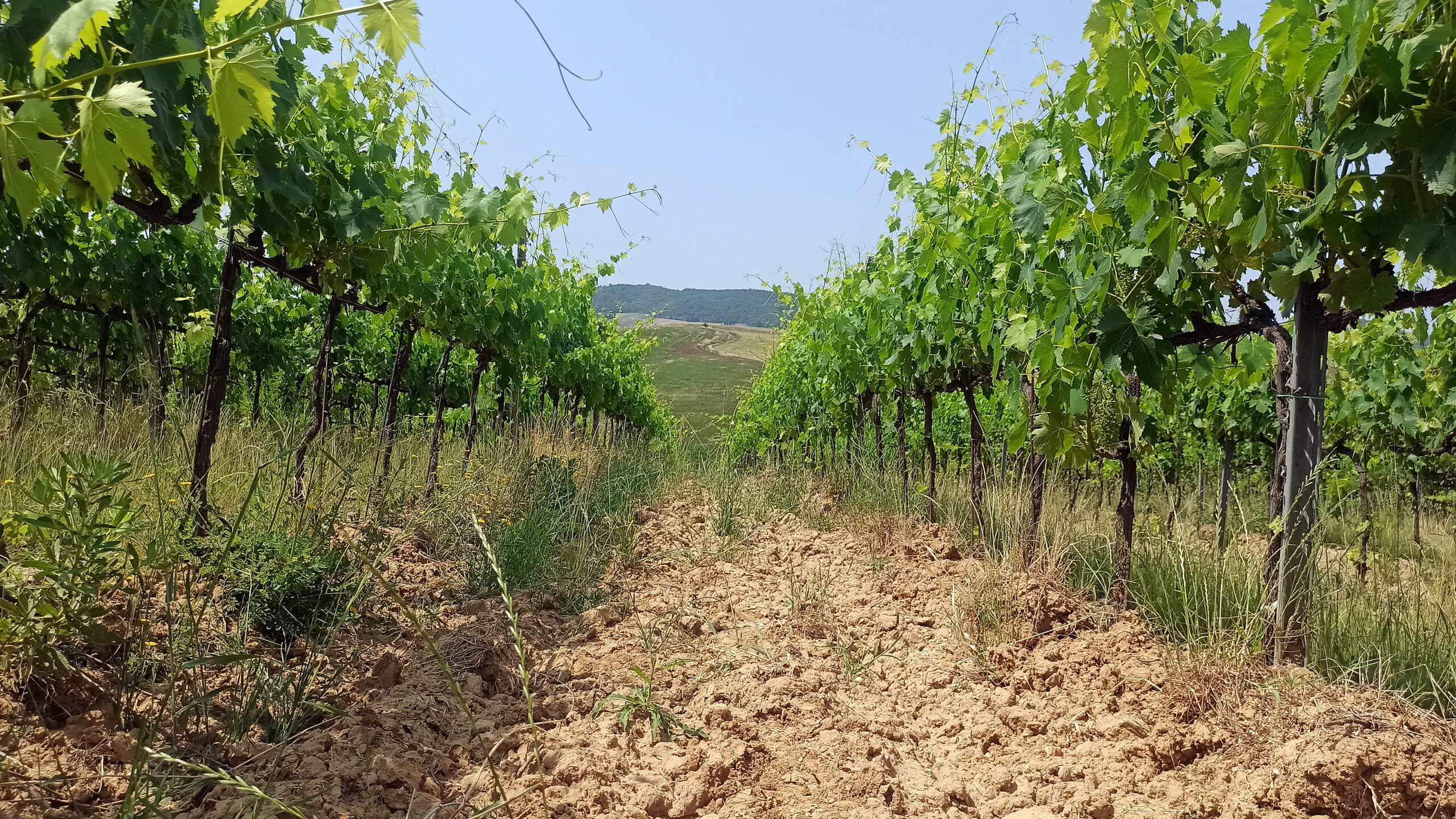 talosa vino nobile montepulciano paolo bini