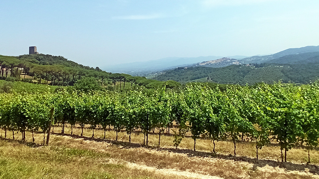 tenuta fratini bolgheri di luisa tolomei foto: paolo bini