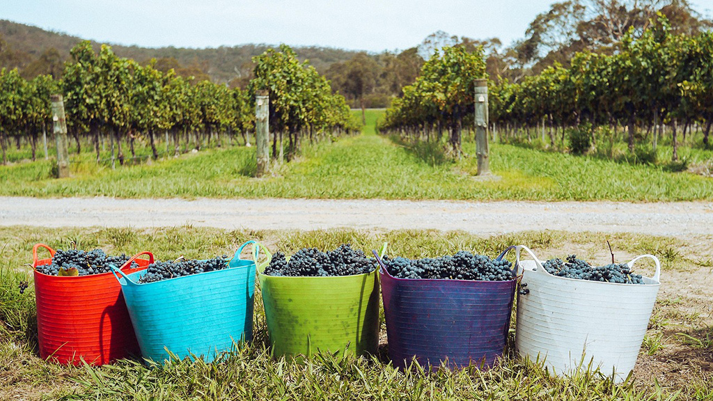 Spirito Italiano vino,marketing