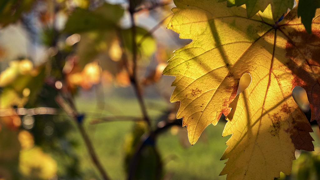 Spirito Italiano vino,salvate Spirito Italiano vino,salvate