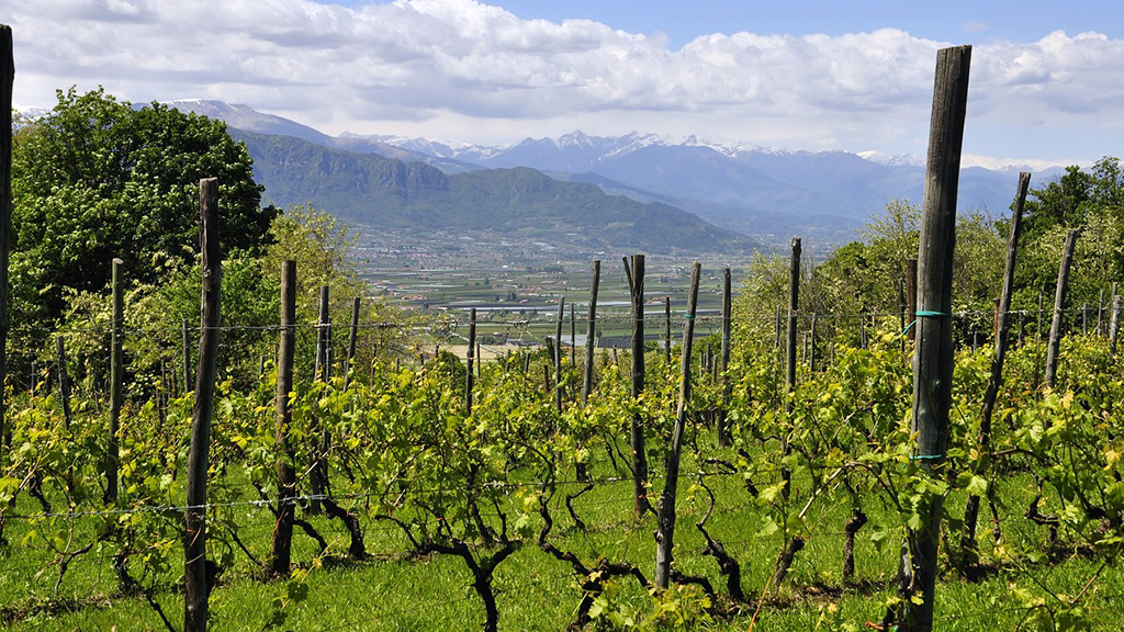 Spirito Italiano vino,salvate Vigna Piemonte - Luca