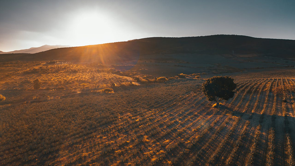 Spirito Italiano agave,mezcal,fermentazione Spirito Italiano agave,mezcal,fermentazione