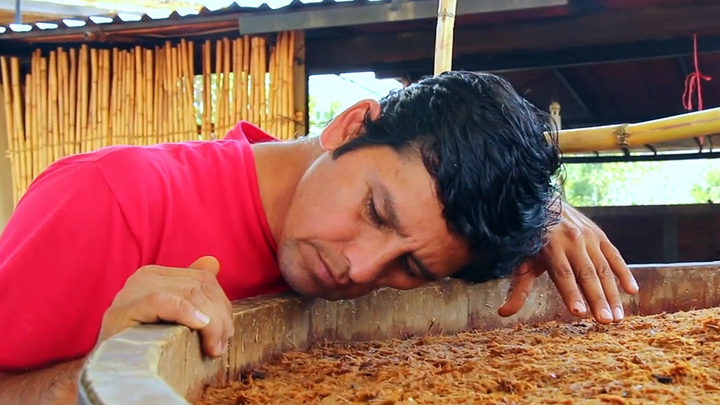 Spirito Italiano agave,mezcal,fermentazione Spirito Italiano agave,mezcal,fermentazione