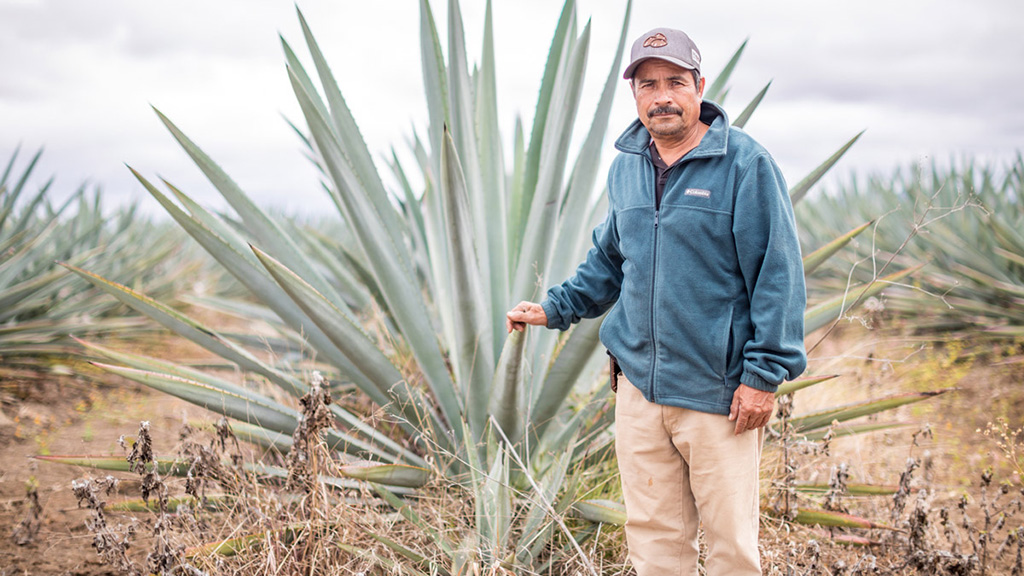 Spirito Italiano agave,mezcal,fermentazione Spirito Italiano agave,mezcal,fermentazione