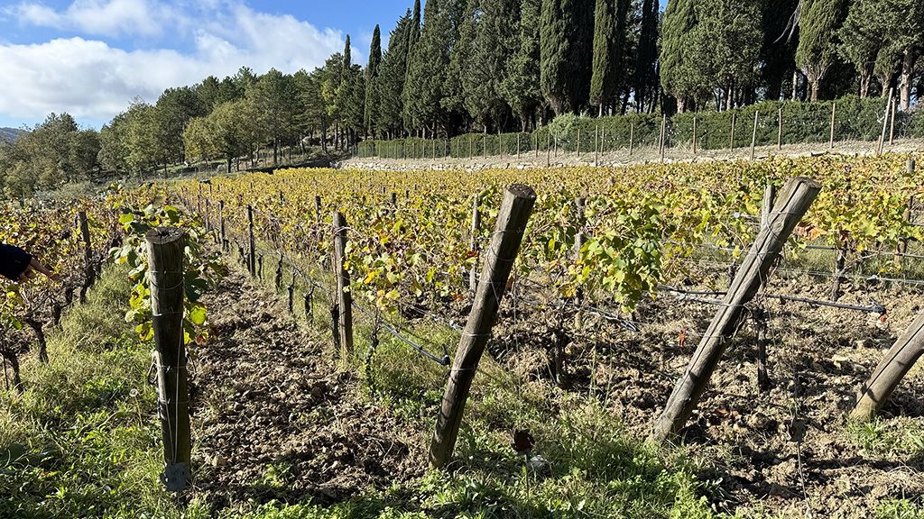 Spirito Italiano mary shea,toscana,chianti Spirito Italiano mary shea,toscana,chianti