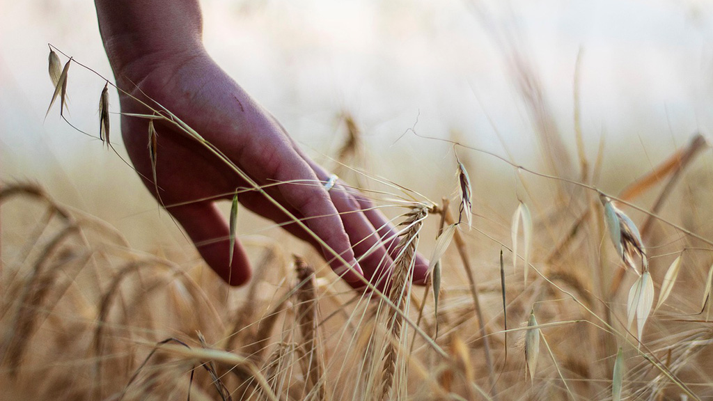 Spirito Italiano ngt,ogm,europa Spirito Italiano ngt,ogm,europa