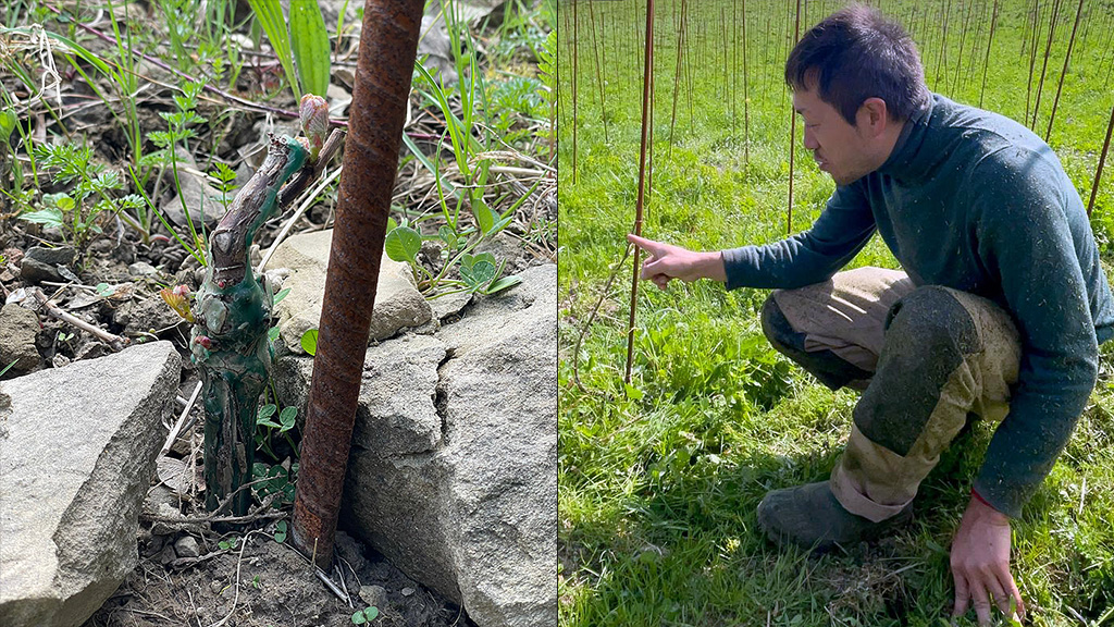 Spirito Italiano tatsu,koshu,mugello,ozaki Tatsuhiko Tatsu Ozaki vigne di Pinot nero e Koshu - foto Luisa Tolomei