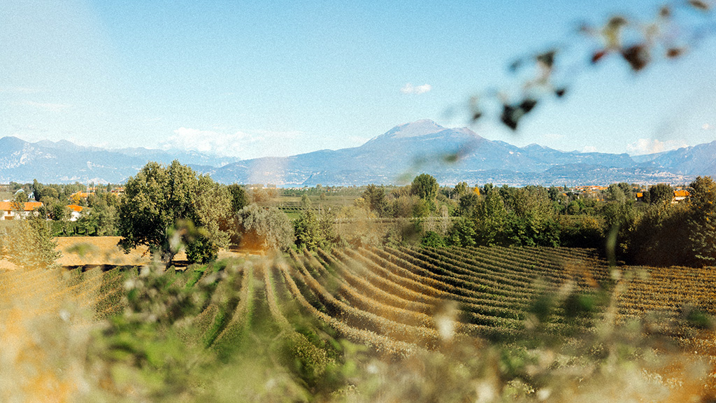 Spirito Italiano lugana Lugana, Lago di Garda - credits: Consorzio tutela Lugana DOC