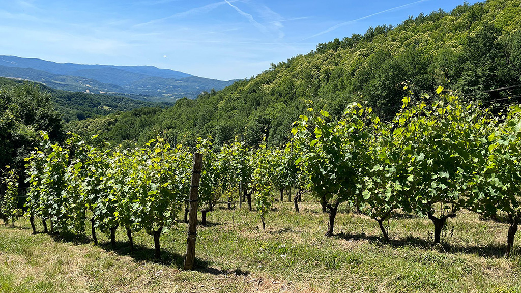 Spirito Italiano riesling,sfida,giotto,toscana Terre di Giotto - vigneto