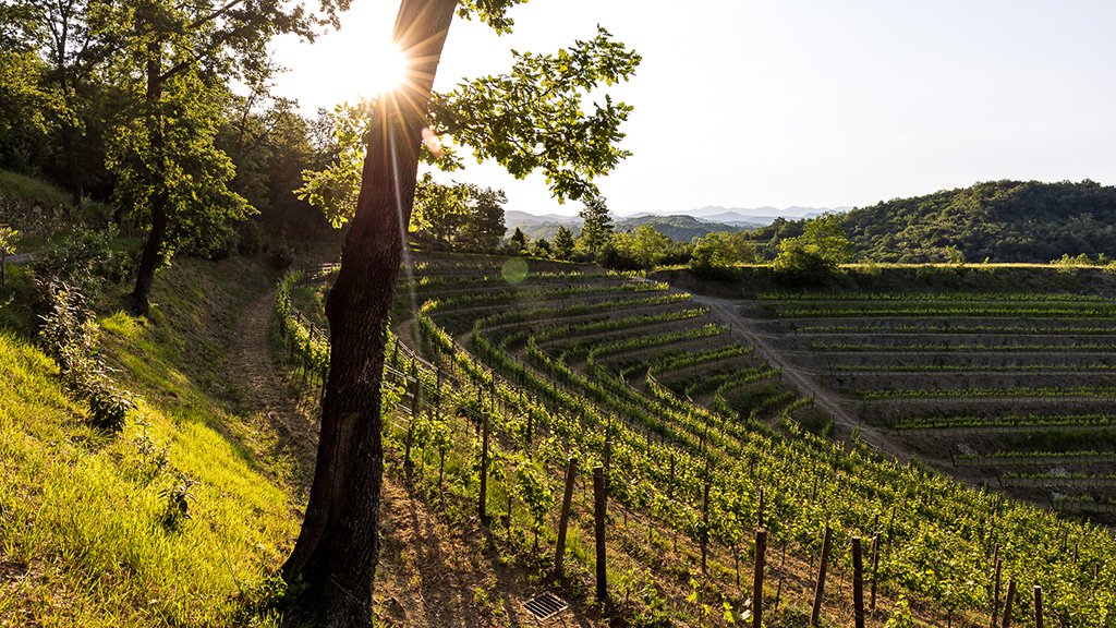 Spirito Italiano stella Tenuta Stella
