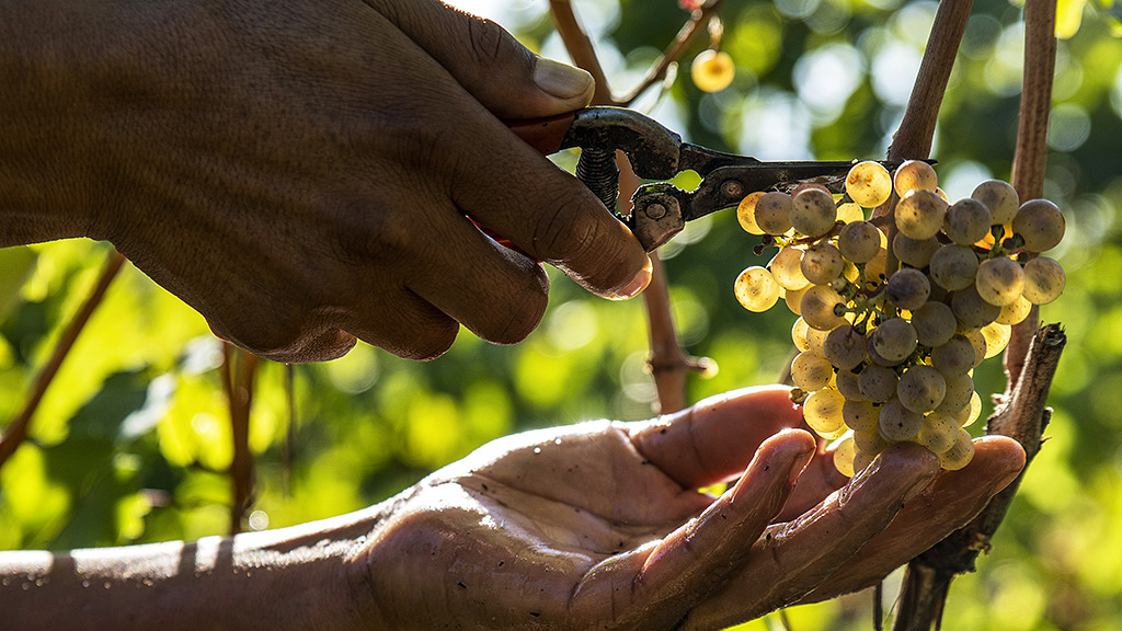 Spirito Italiano riesling,monteloro Riesling, raccolta - ph. courtesy Tenuta Monteloro ©
