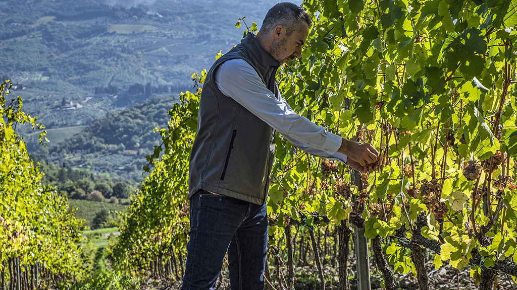 Spirito Italiano riesling,monteloro Cura delle piante a Tenuta Monteloro - ph. courtesy Tenuta Monteloro ©