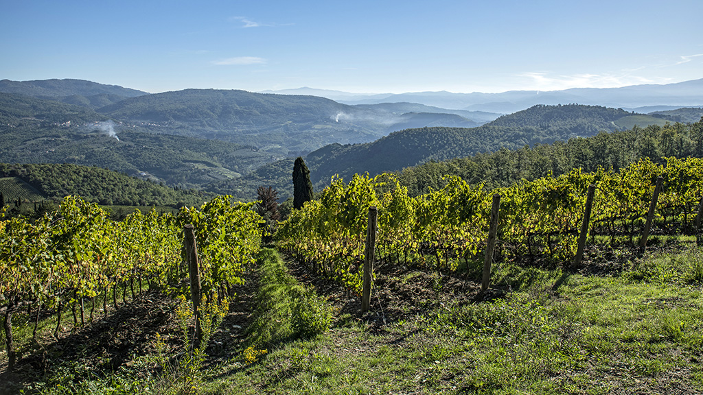 Spirito Italiano riesling,monteloro Vigne Tenuta Monteloro - ph. courtesy Tenuta Monteloro ©